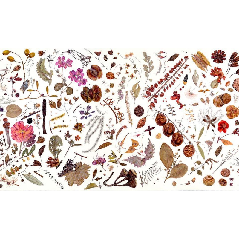 Artifact Puzzles – Rachel Pedder-Smith Herbarium